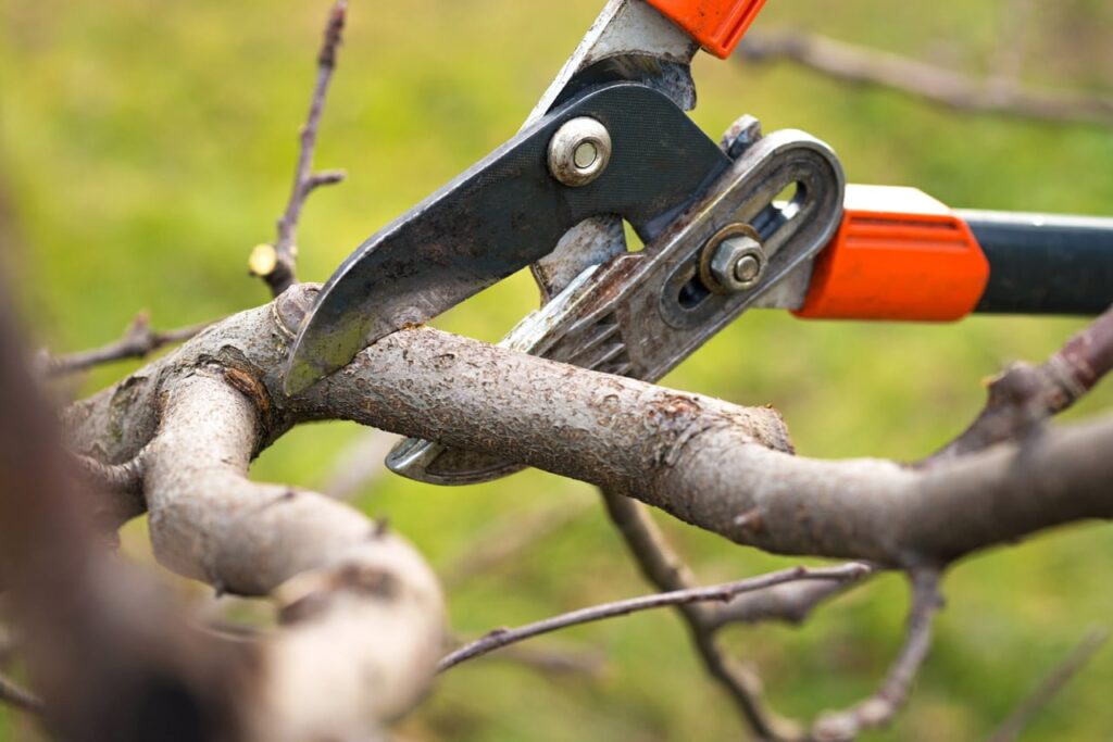 content pruning doctors
